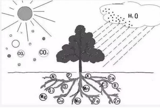 果树整形修剪十大基础原理