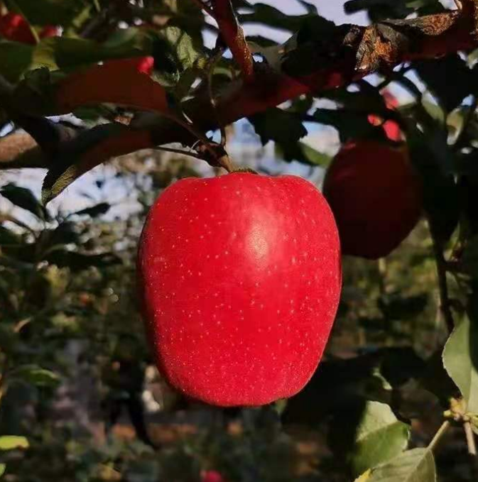 苹果品种瑞香红简介