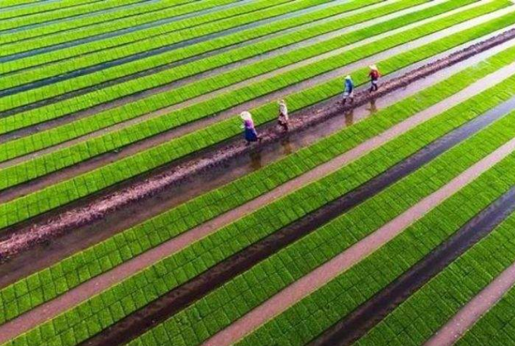 2022年农业农村政策扫描：“两条底线”和“三个方面”