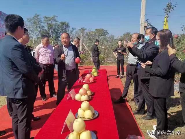 礼泉县南坊镇高山新品种苹果开园仪式举行