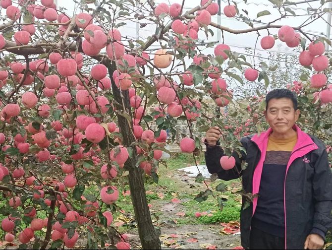 2023年《西部新果农》苹果栽培全程技术方案，果农实施后的优质与欢笑